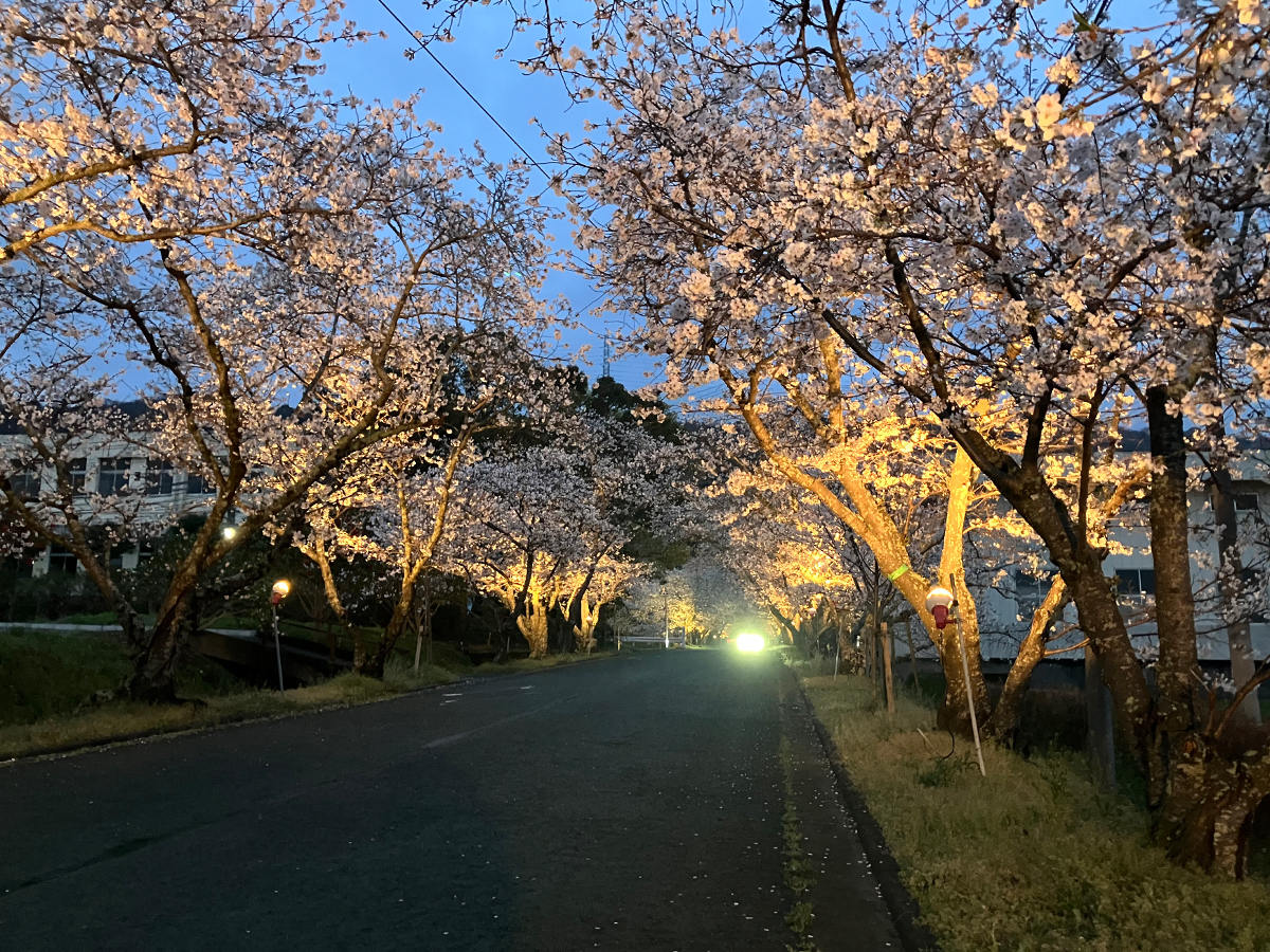 石井町商工会　桜祭り電気工事　2024年度①