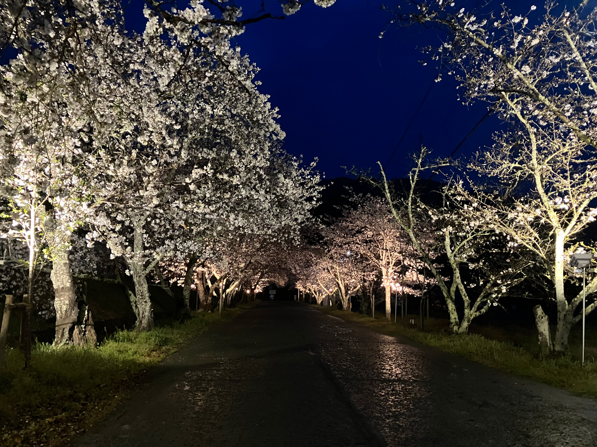 石井町商工会　桜祭り電気工事　2024年度②