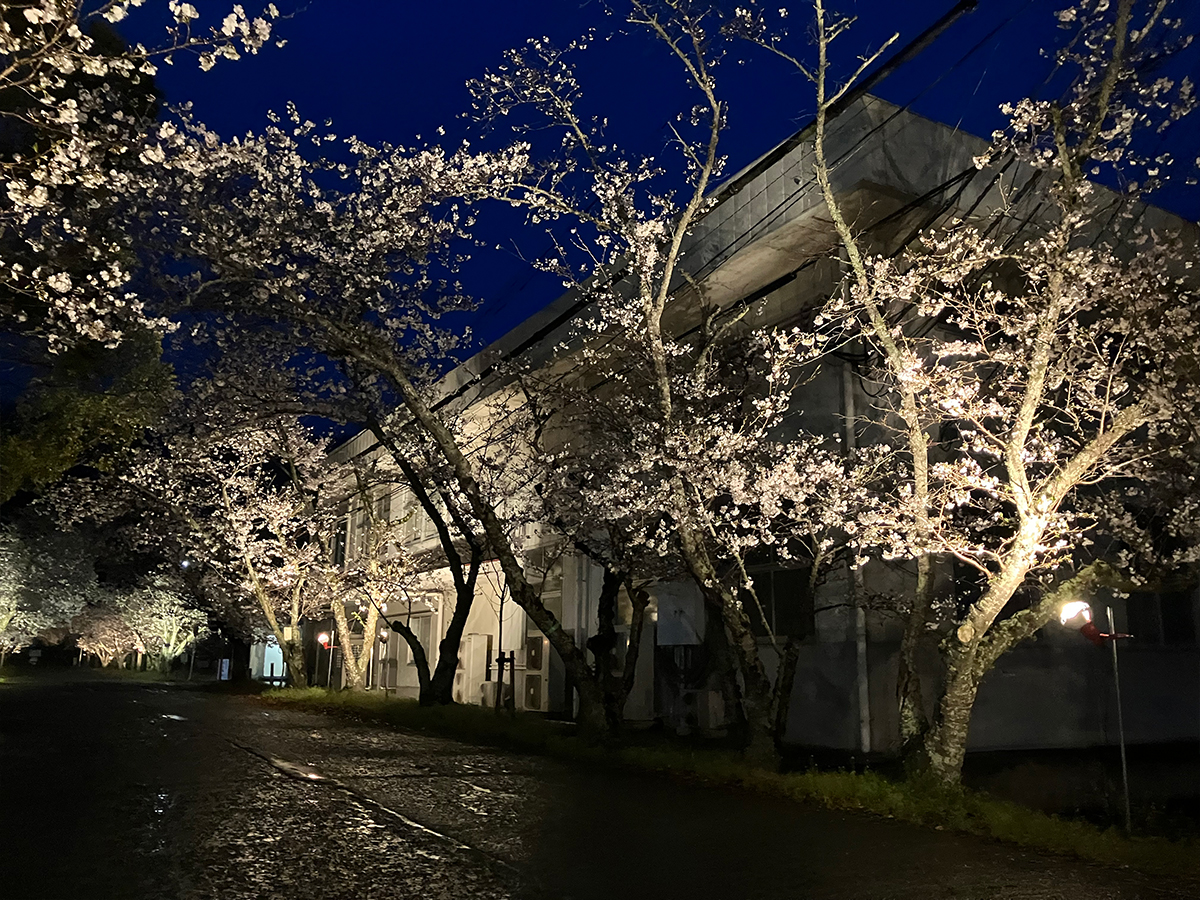 石井町商工会　桜祭り電気工事　2024年度③