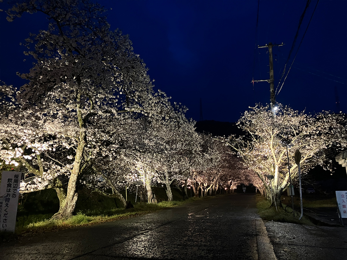 石井町商工会　桜祭り電気工事　2024年度④